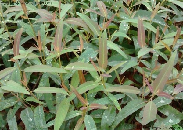 桉樹種子發(fā)芽出苗圖片 桉樹種子發(fā)芽出苗圖片