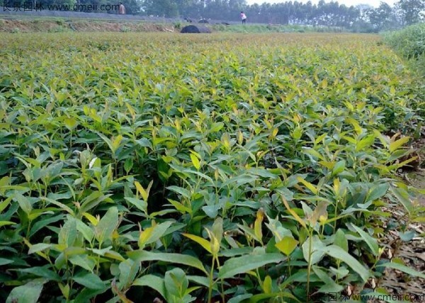 桉樹種子發(fā)芽出苗圖片 桉樹種子發(fā)芽出苗圖片