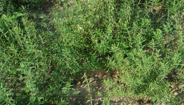 黃芩種子發芽出苗開花圖片 黃芩種子發芽出苗開花圖片