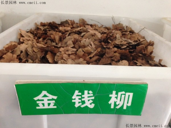 金錢柳種子圖片 金錢柳種子圖片
