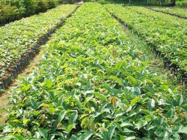 紫檀種子發芽出苗圖片 紫檀種子發芽出苗圖片