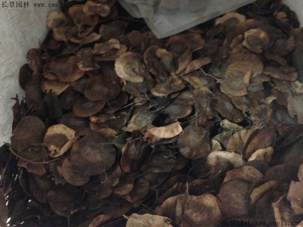 紫檀種子圖片 紫檀種子圖片