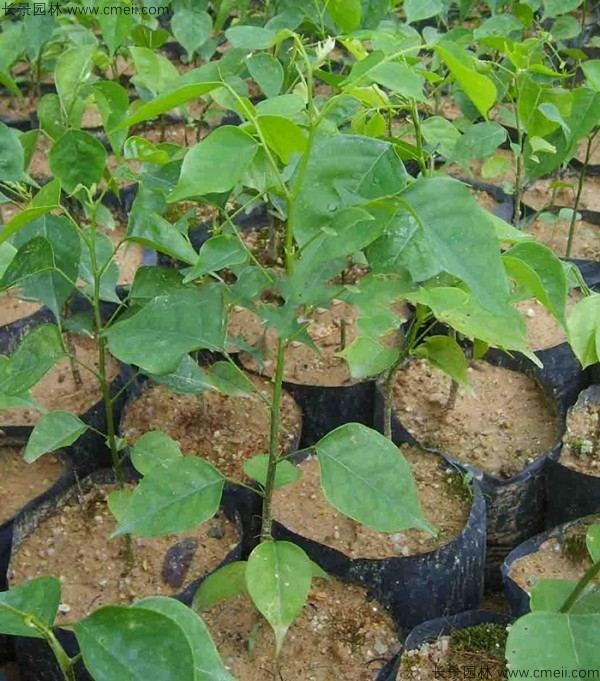 紫檀種子發芽出苗圖片 紫檀種子發芽出苗圖片