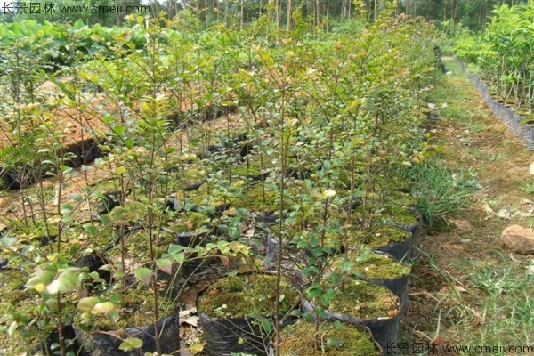 紫檀種子發芽出苗圖片 紫檀種子發芽出苗圖片