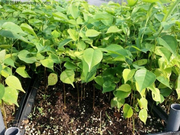 紫檀種子發芽出苗圖片 紫檀種子發芽出苗圖片