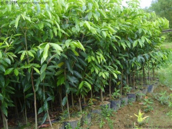 紫檀種子發芽出苗圖片 紫檀種子發芽出苗圖片