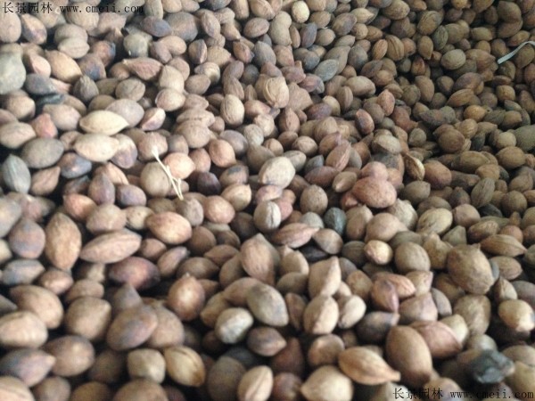 紫葉李種子圖片 紫葉李種子圖片