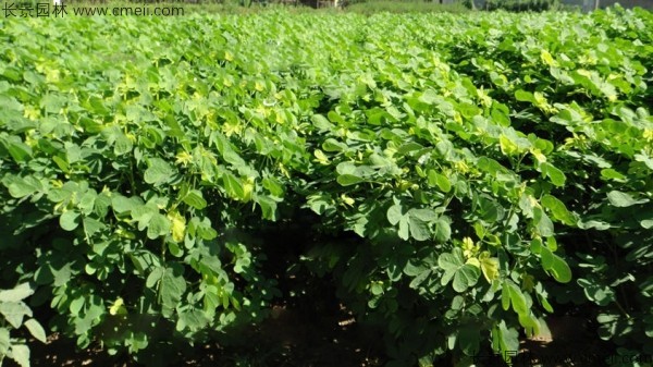 決明子種子發芽出苗圖片