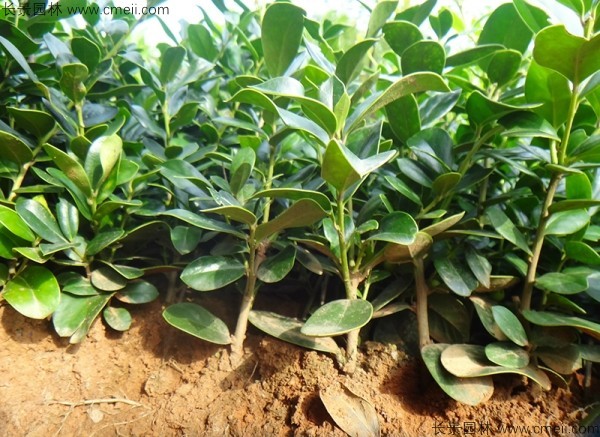 構(gòu)骨種子發(fā)芽出苗圖片