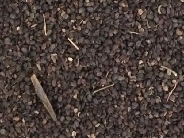 敗醬草種子圖片 敗醬草種子圖片