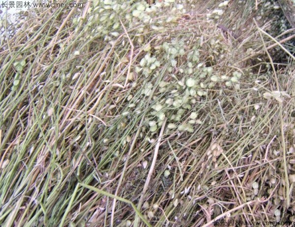 敗醬草圖片 敗醬草圖片