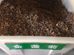 「金盞菊種子」最新金盞菊種子_價格_圖片_種植