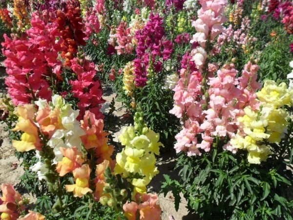 金魚草的花期有多長時間 金魚草的花期有多長時間