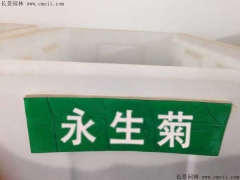 「永生菊種子」最新永生菊種子_價格_圖片_種植