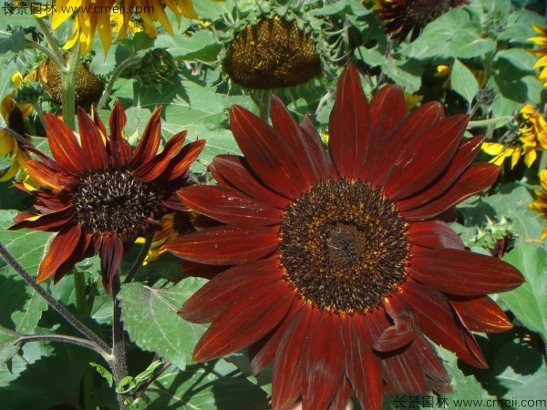 觀賞向日葵 觀賞向日葵