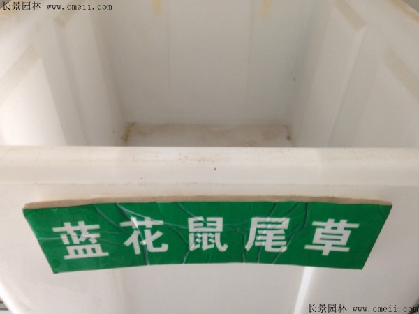 藍(lán)花鼠尾草種子圖片