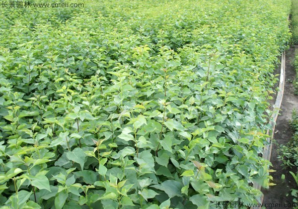 暴馬丁香種子發芽出苗圖片 暴馬丁香種子發芽出苗圖片
