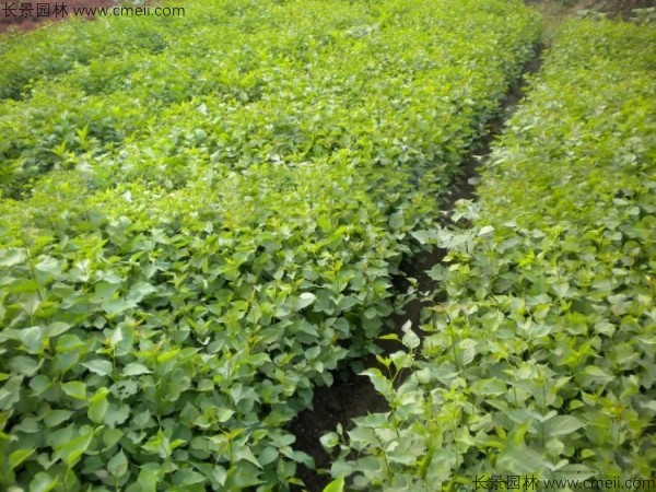 暴馬丁香種子發芽出苗圖片 暴馬丁香種子發芽出苗圖片