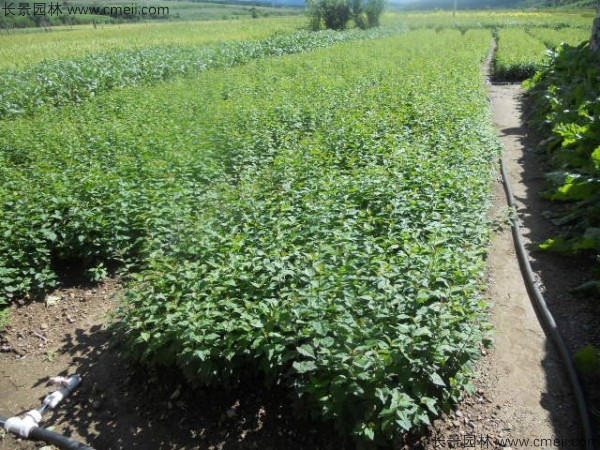 暴馬丁香種子發芽出苗圖片 暴馬丁香種子發芽出苗圖片