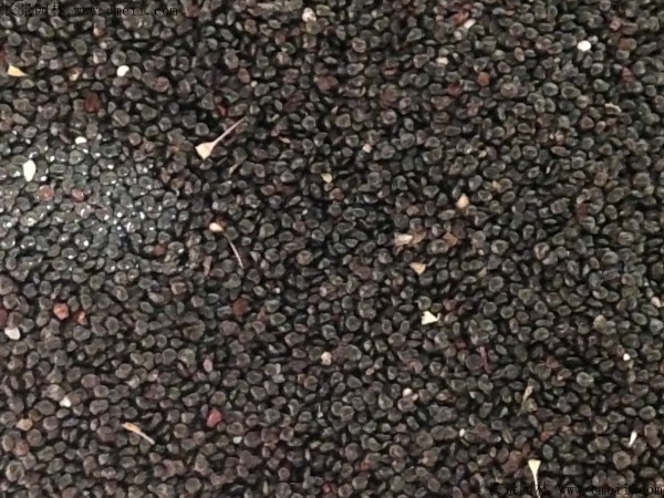 博落回種子圖片 博落回種子圖片