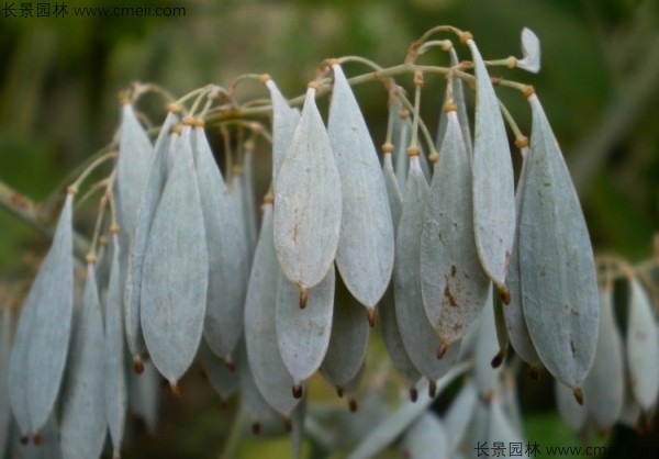 博落回種子圖片 博落回種子圖片