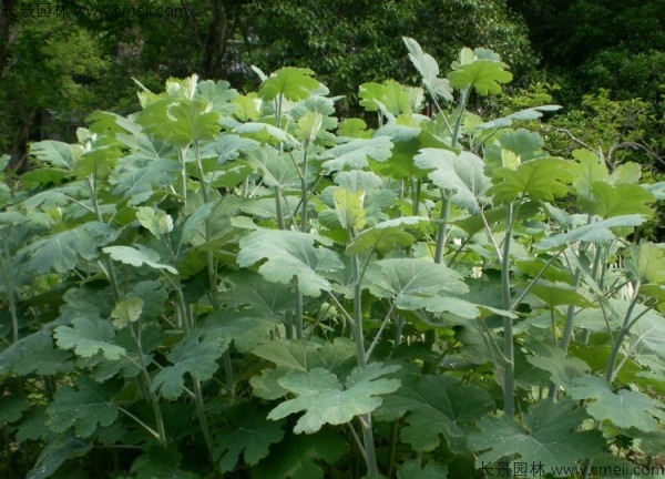 博落回種子圖片 博落回種子圖片