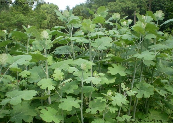 博落回種子圖片 博落回種子圖片