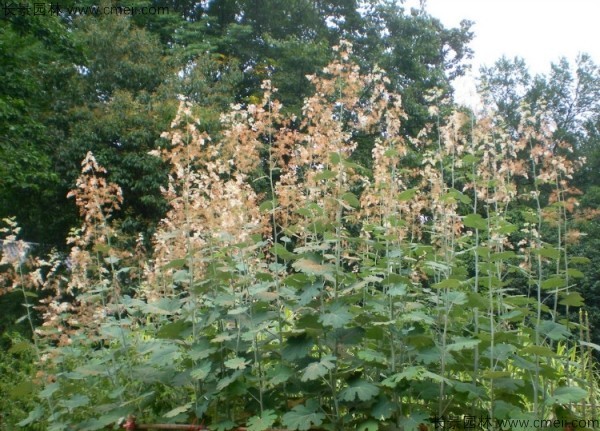 博落回種子圖片 博落回種子圖片