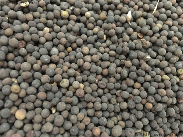 木槿種子圖片 木槿種子圖片