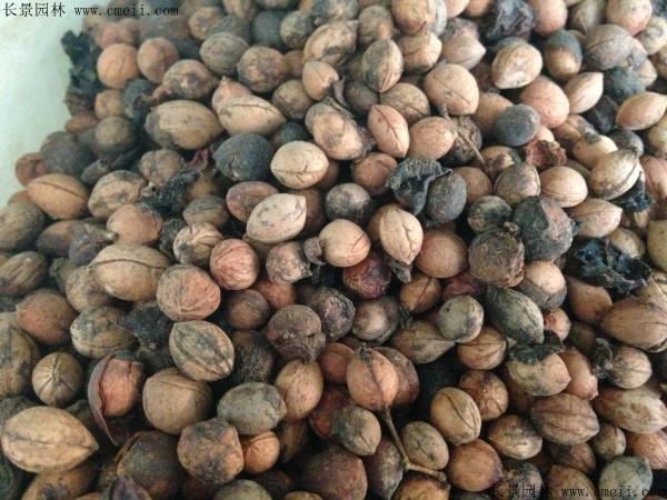 山梅花種子圖片 山梅花種子圖片