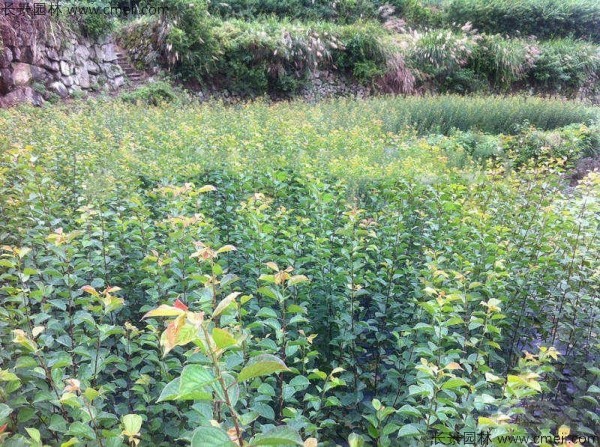 山梅花種子發芽出苗圖片 山梅花種子發芽出苗圖片