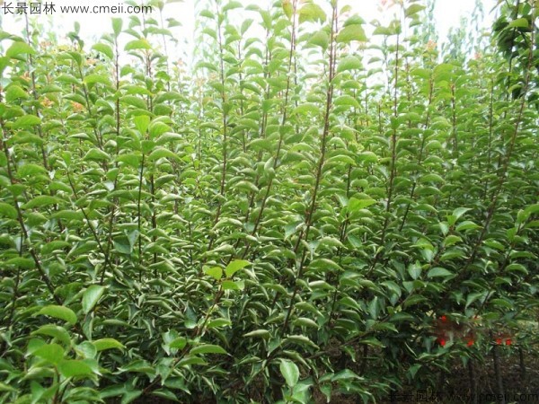 山梅花種子發芽出苗圖片 山梅花種子發芽出苗圖片