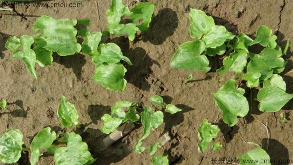 天南星種子發(fā)芽出苗圖片 天南星種子發(fā)芽出苗圖片