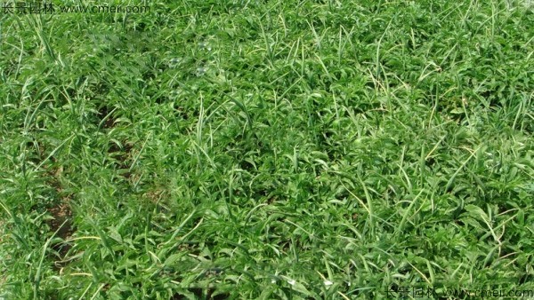 天南星種子發(fā)芽出苗圖片 天南星種子發(fā)芽出苗圖片