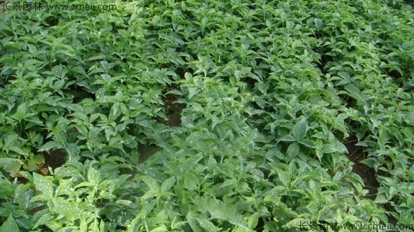 天南星種子發(fā)芽出苗圖片 天南星種子發(fā)芽出苗圖片