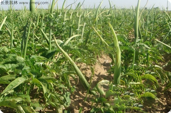 天南星種子發(fā)芽出苗圖片 天南星種子發(fā)芽出苗圖片