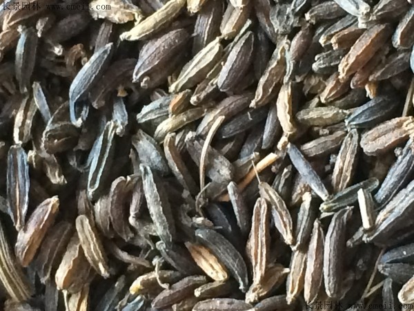 天南星種子圖片 天南星種子圖片