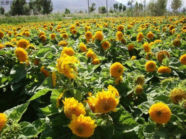 矮向日葵種子發(fā)芽出苗開(kāi)花圖片 矮向日葵種子發(fā)芽出苗開(kāi)花圖片
