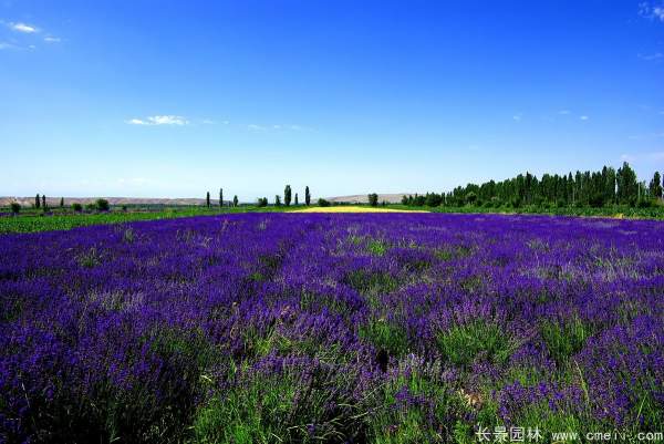 薰衣草 薰衣草