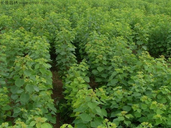 烏桕種子發(fā)芽出苗圖片 烏桕種子發(fā)芽出苗圖片