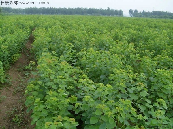 烏桕種子發(fā)芽出苗圖片 烏桕種子發(fā)芽出苗圖片