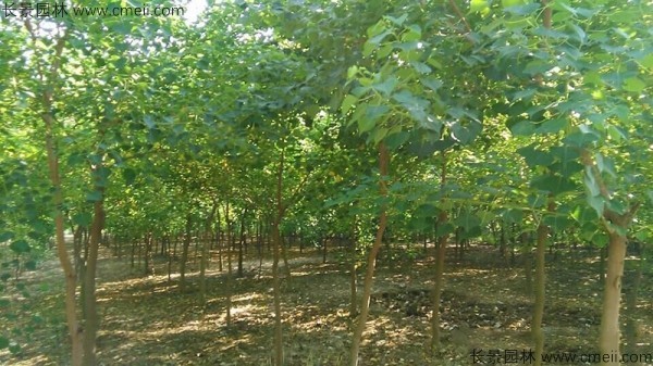 烏桕種子發(fā)芽出苗圖片 烏桕種子發(fā)芽出苗圖片