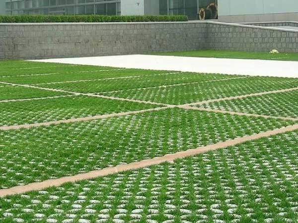 停車場草坪種植草坪種子綠化