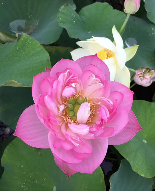 荷花種植基地實拍優質品種類