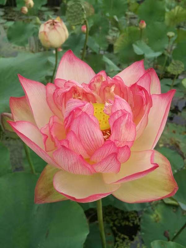 荷花種植基地實拍優質品種類