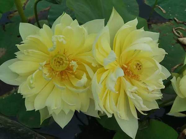 荷花種植基地實拍優質品種類