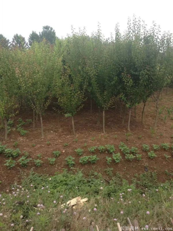 榆葉梅實地拍攝圖片 榆葉梅實地拍攝圖片