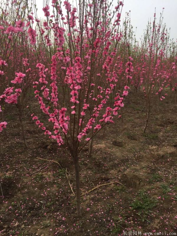 榆葉梅實地拍攝圖片 榆葉梅實地拍攝圖片