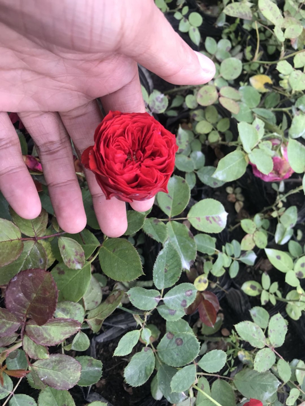 歐月小苗基地照片