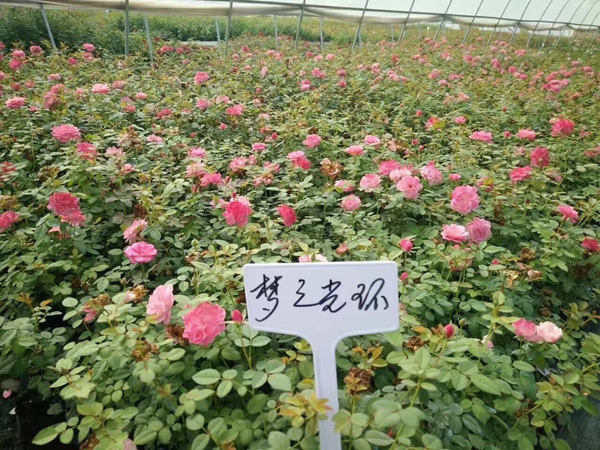 夢(mèng)之光環(huán)